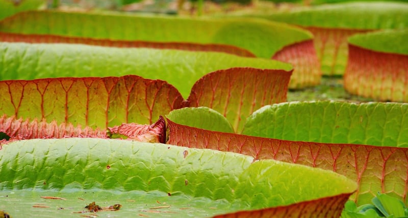 Water Lily in Mystical Garden